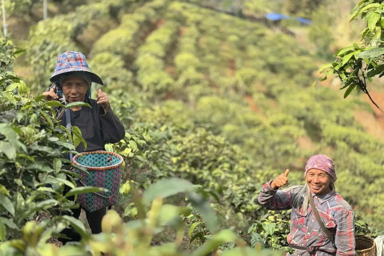 Akha tea pickers in a Mae Salong tea plantation
